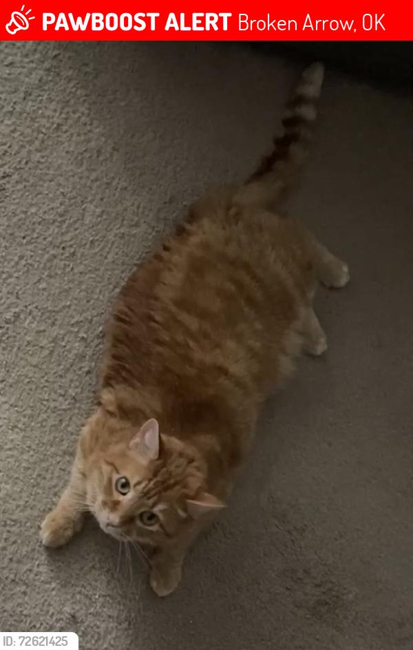 Lost Male Cat last seen E Waco Pl, 4th Ave, Broken Arrow, OK 74011