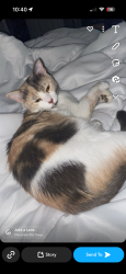 Lost Female Cat last seen Kuykendhal , Houston, TX 77090