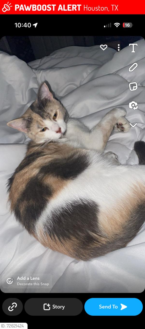 Lost Female Cat last seen Kuykendhal , Houston, TX 77090