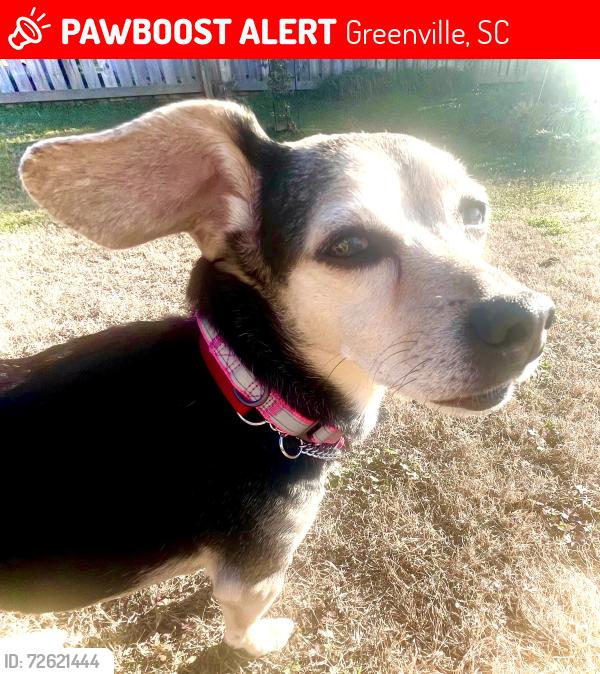 Lost Female Dog last seen Tanners Mill Subdivision off Woodruff Rd Area, Greenville, SC 29607