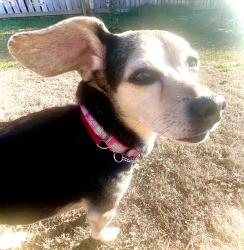 Lost Female Dog last seen Tanners Mill Subdivision off Woodruff Rd Area, Greenville, SC 29607