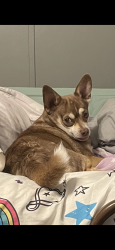 Lost Male Dog last seen Arrington Bridge Rd and Indian Spring Rd, Seven Springs, NC 28578