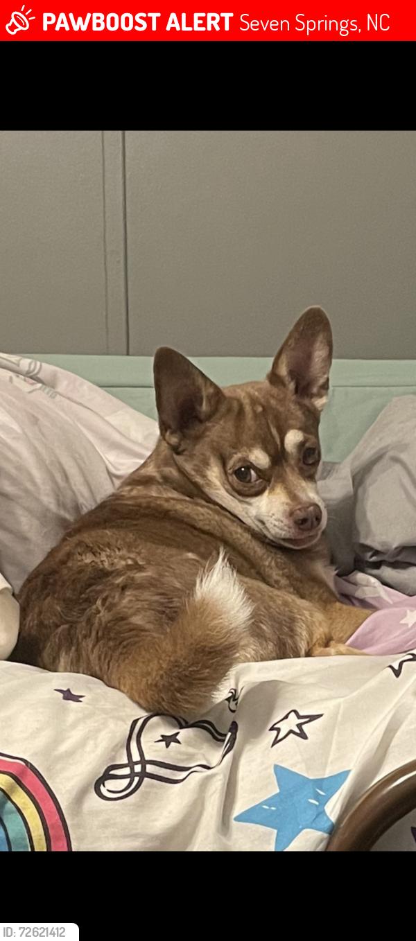 Lost Male Dog last seen Arrington Bridge Rd and Indian Spring Rd, Seven Springs, NC 28578