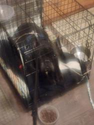 Lost Male Dog last seen Near Georgia Ave NW , Washington, DC 20011