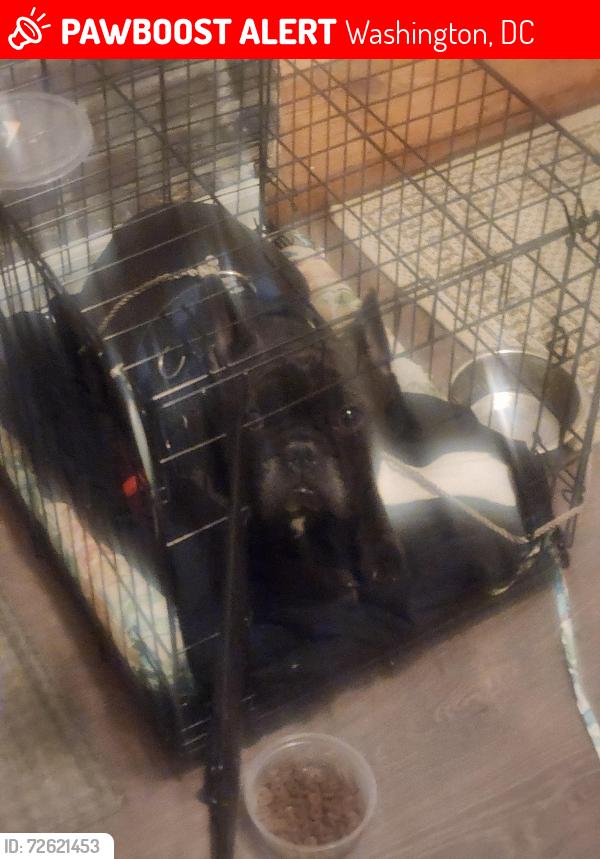 Lost Male Dog last seen Near Georgia Ave NW , Washington, DC 20011