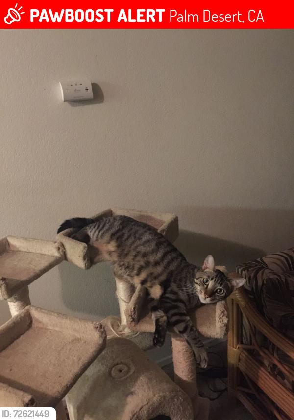 Lost Male Cat last seen Portola Ave and Magnesia Falls Dr near Palm Desert Charter Middle School, Palm Desert, CA 92260