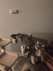 Lost Male Cat last seen Portola Ave and Magnesia Falls Dr near Palm Desert Charter Middle School, Palm Desert, CA 92260