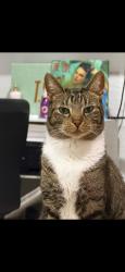 Lost Male Cat last seen Near , Margate, FL 33068