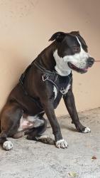 Found/Stray Male Dog last seen 1st St and 16 Ave , Miami, FL 33133