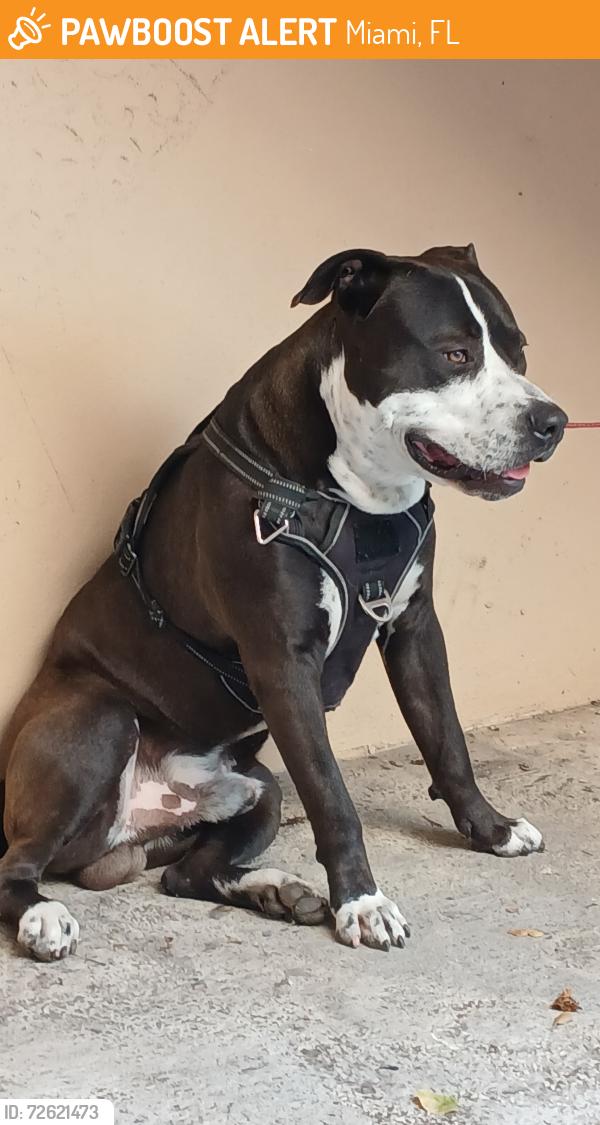 Found/Stray Male Dog last seen 1st St and 16 Ave , Miami, FL 33133