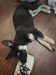 Lost Female Dog last seen Bruce garner rd. Lawrence rd., Wake Forest, NC 27587