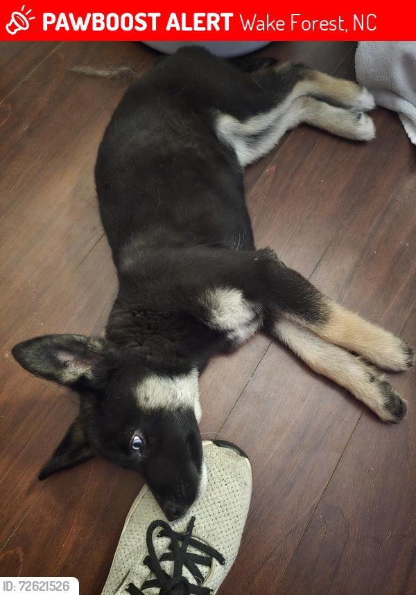 Lost Female Dog last seen Bruce garner rd. Lawrence rd., Wake Forest, NC 27587