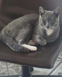 Lost Male Cat last seen Hubbard and Orange Grove, San Fernando, CA 91340