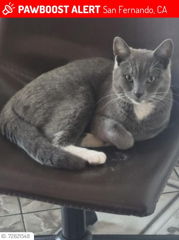 Lost Male Cat last seen Hubbard and Orange Grove, San Fernando, CA 91340