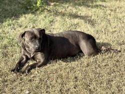 Lost Female Dog last seen Oriole and Cherry Circle, Duncanville, TX 75116