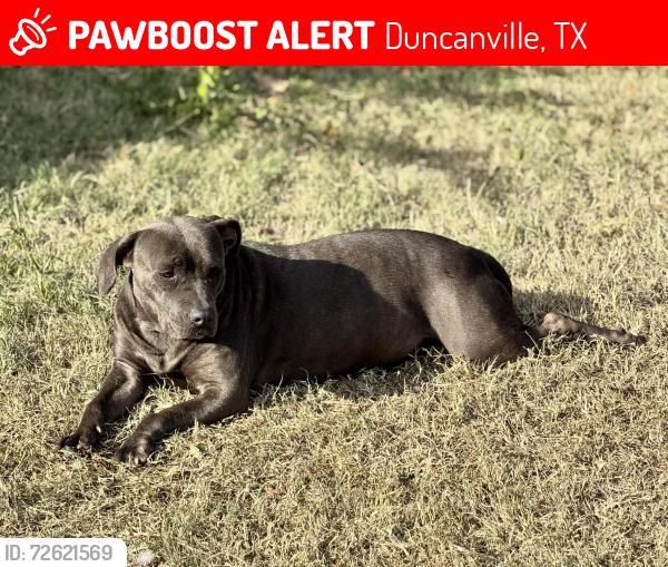 Lost Female Dog last seen Oriole and Cherry Circle, Duncanville, TX 75116