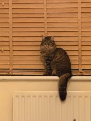 Lost Female Cat last seen Jackey Bakers Allotment , Newington, England CT12 6PQ