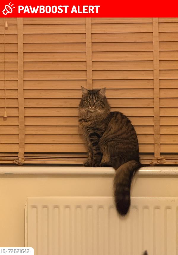 Lost Female Cat last seen Jackey Bakers Allotment , Newington, England CT12 6PQ