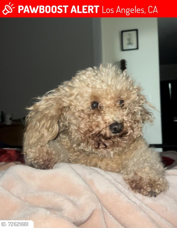 Lost Female Dog last seen drownfield and sayre st, Los Angeles, CA 91342