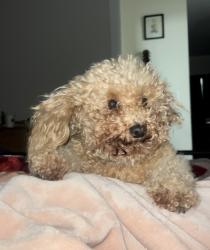 Lost Female Dog last seen drownfield and sayre st, Los Angeles, CA 91342