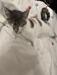 Lost Female Cat last seen rushby way / lockwood, Yonkers, NY 10705