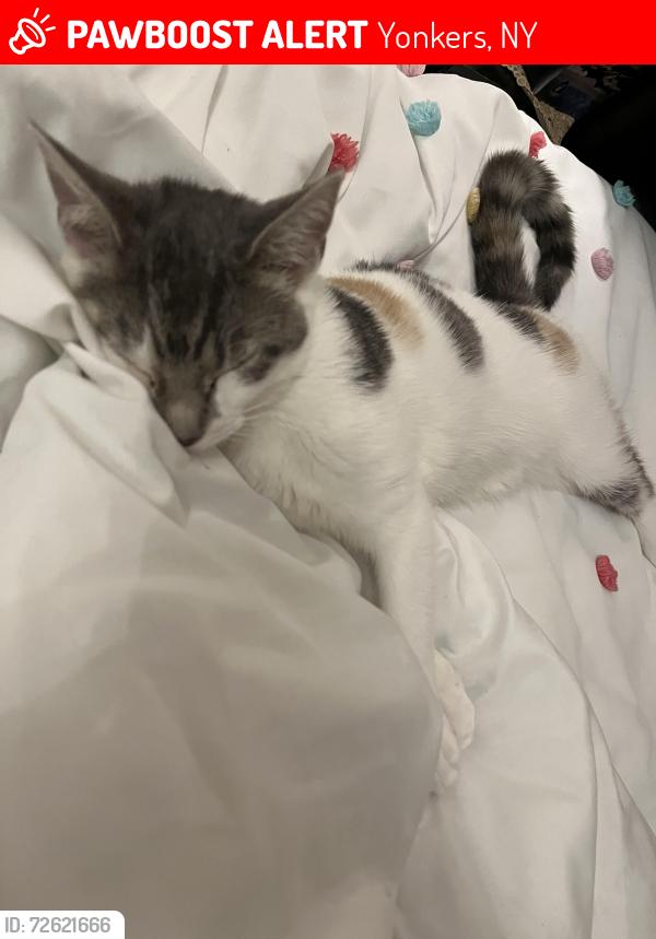 Lost Female Cat last seen rushby way / lockwood, Yonkers, NY 10705