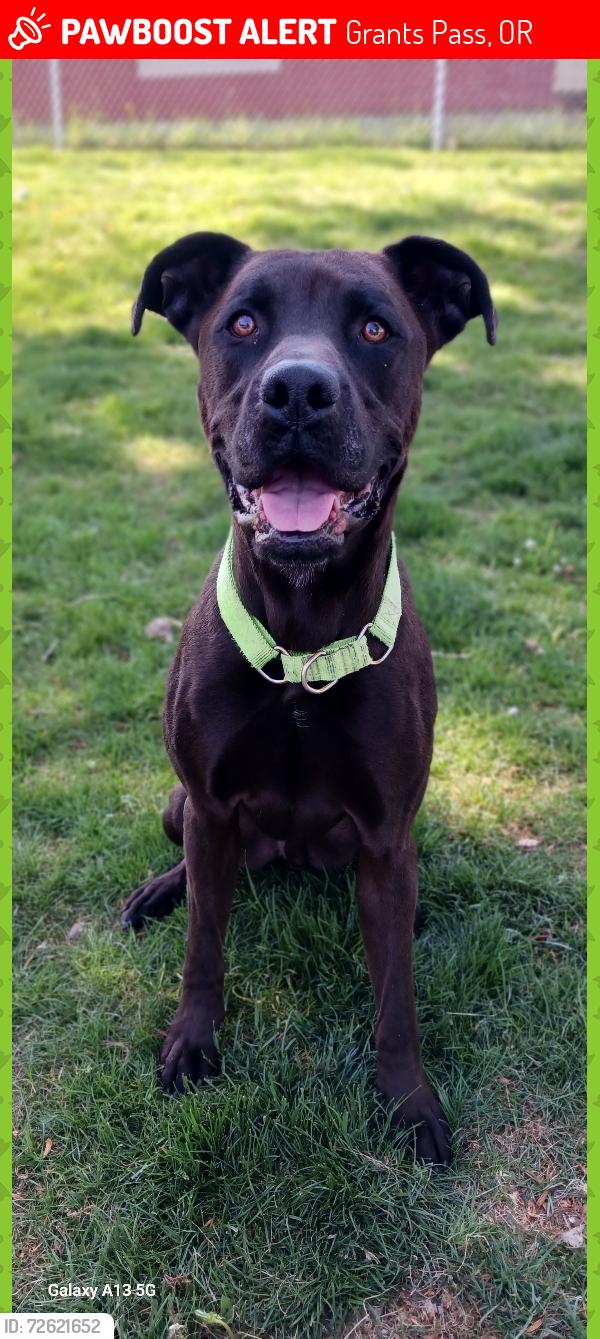 Lost Male Dog last seen Unknown, Grants Pass, OR 97526