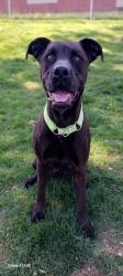 Lost Male Dog last seen Unknown, Grants Pass, OR 97526