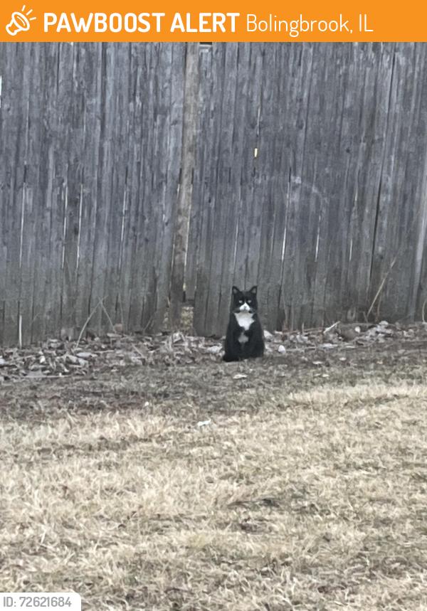 Found/Stray Unknown Cat last seen Arrowhead Ln, Bolingbrook, IL 60440