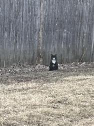 Found/Stray Unknown Cat last seen Arrowhead Ln, Bolingbrook, IL 60440