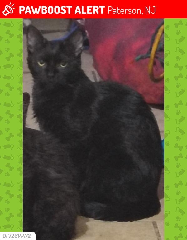 Lost Female Cat last seen Near a laundry , Paterson, NJ 07514