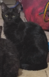 Lost Female Cat last seen Near a laundry , Paterson, NJ 07514