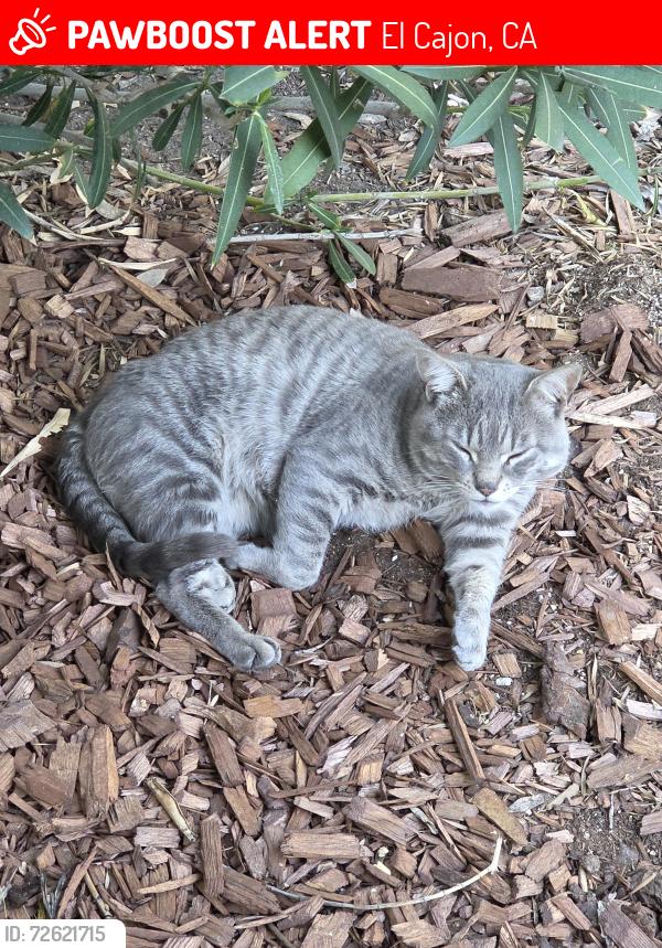 Lost Unknown Cat last seen Forest Park/The Timbers, across from Dewane Ave, El Cajon, CA 92020