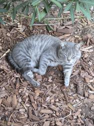 Lost Unknown Cat last seen Forest Park/The Timbers, across from Dewane Ave, El Cajon, CA 92020