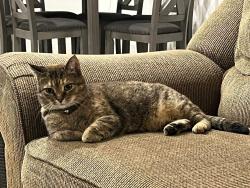 Lost Female Cat last seen Smoketree Dr & N 155th Ave., Surprise, AZ 85387