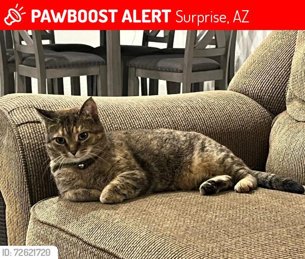Lost Female Cat last seen Smoketree Dr & N 155th Ave., Surprise, AZ 85387