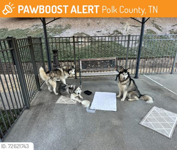 Found/Stray Male Dog last seen Cherokee Trail, Polk County, TN 37317