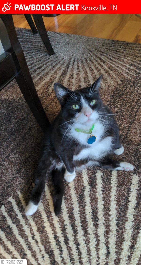 Lost Male Cat last seen Summer Spring Blvd & Jenkins Rd , Knoxville, TN 37931