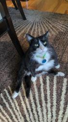 Lost Male Cat last seen Summer Spring Blvd & Jenkins Rd , Knoxville, TN 37931