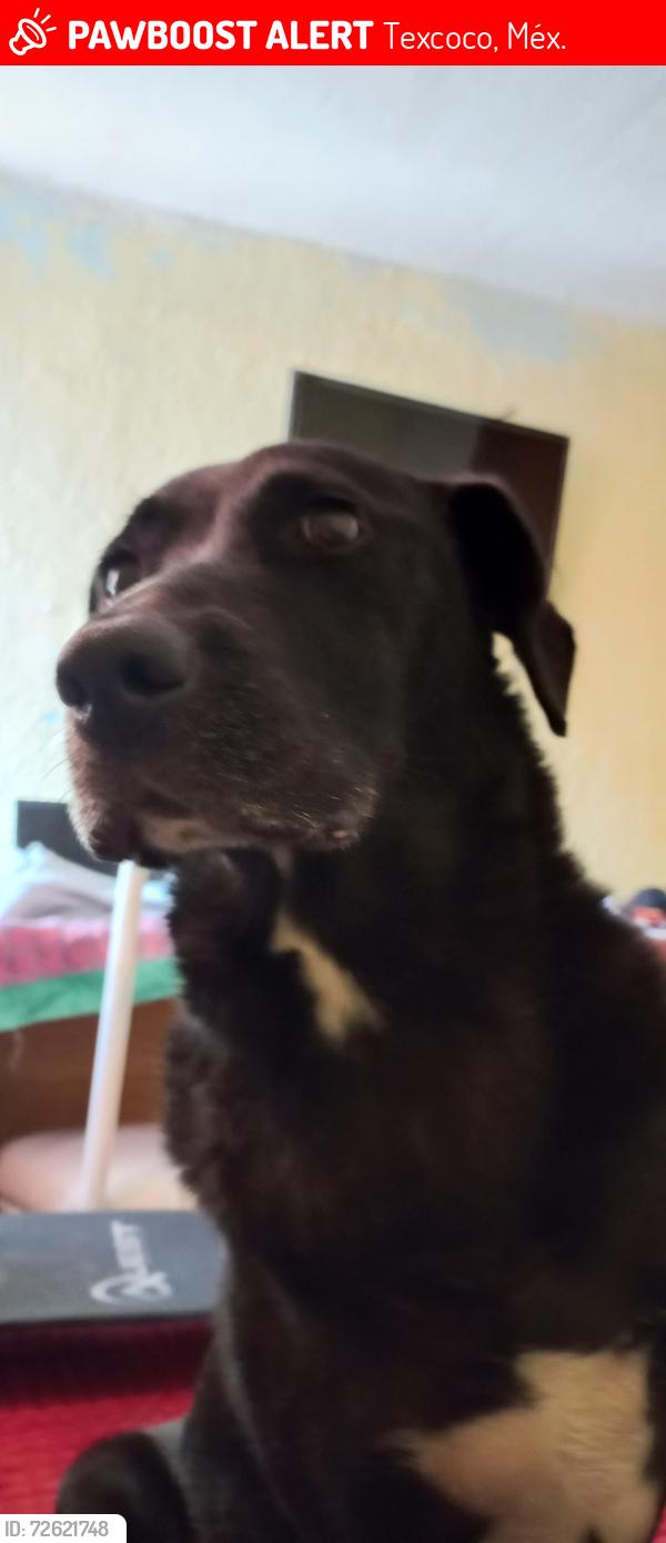 Lost Male Dog last seen Texcoco de mora, Texcoco, Méx. 