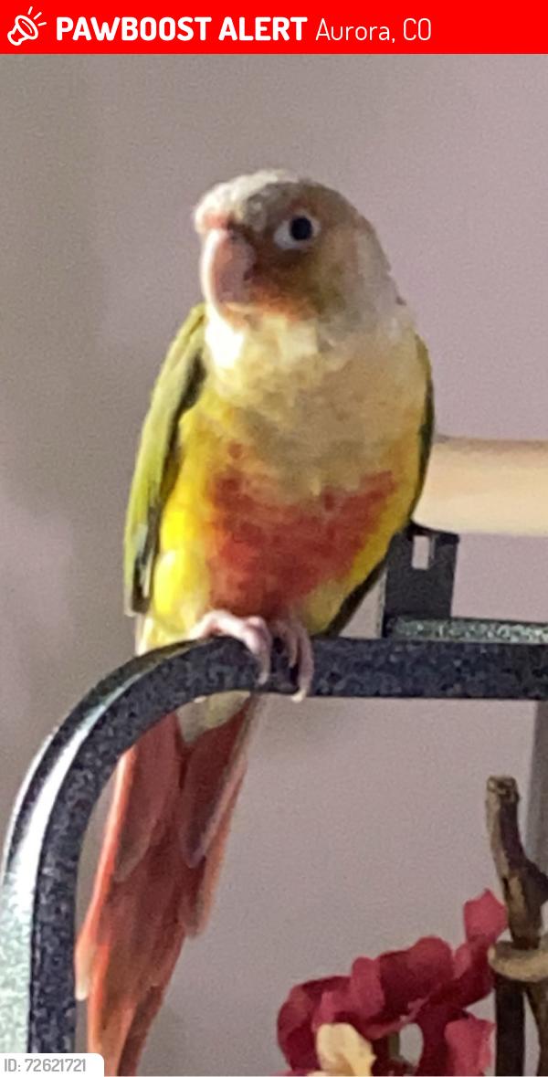 Lost Male Bird last seen Near E Pacific Dr, Aurora, CO 80014