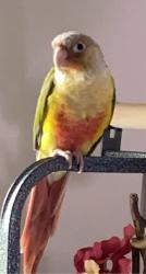 Lost Male Bird last seen Near E Pacific Dr, Aurora, CO 80014
