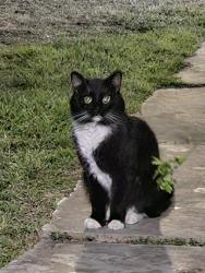 Found/Stray Unknown Cat last seen Court St and Lakeview Dr, Seguin, TX 78155