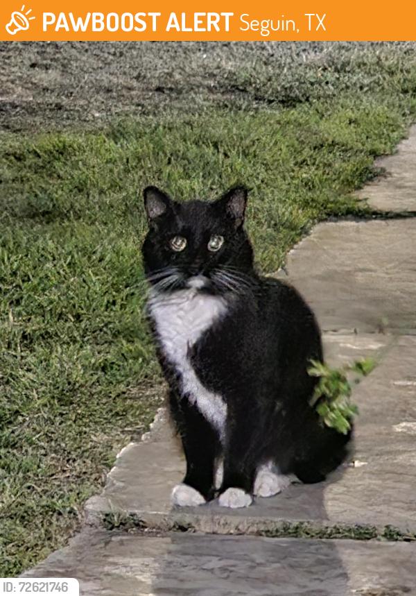 Found/Stray Unknown Cat last seen Court St and Lakeview Dr, Seguin, TX 78155