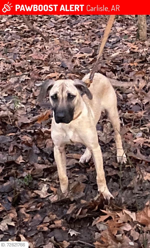 Lost Male Dog last seen HWY 236 East Carlisle, AR, Oakdale Rd Carlisle, AR, Carlisle, AR 72024
