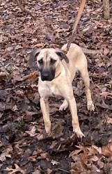 Lost Male Dog last seen HWY 236 East Carlisle, AR, Oakdale Rd Carlisle, AR, Carlisle, AR 72024