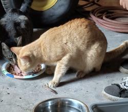 Lost Male Cat last seen Near st and 165 ave, Homestead, FL 33031