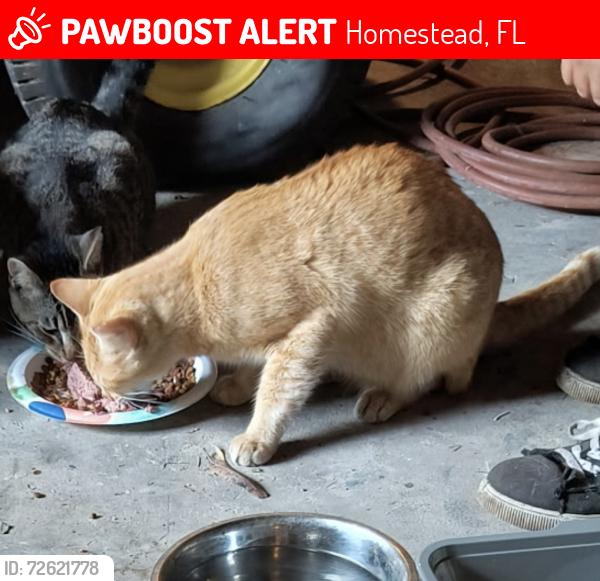 Lost Male Cat last seen Near st and 165 ave, Homestead, FL 33031