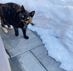 Found/Stray Unknown Cat last seen Pine st, Holbrook, MA 02343