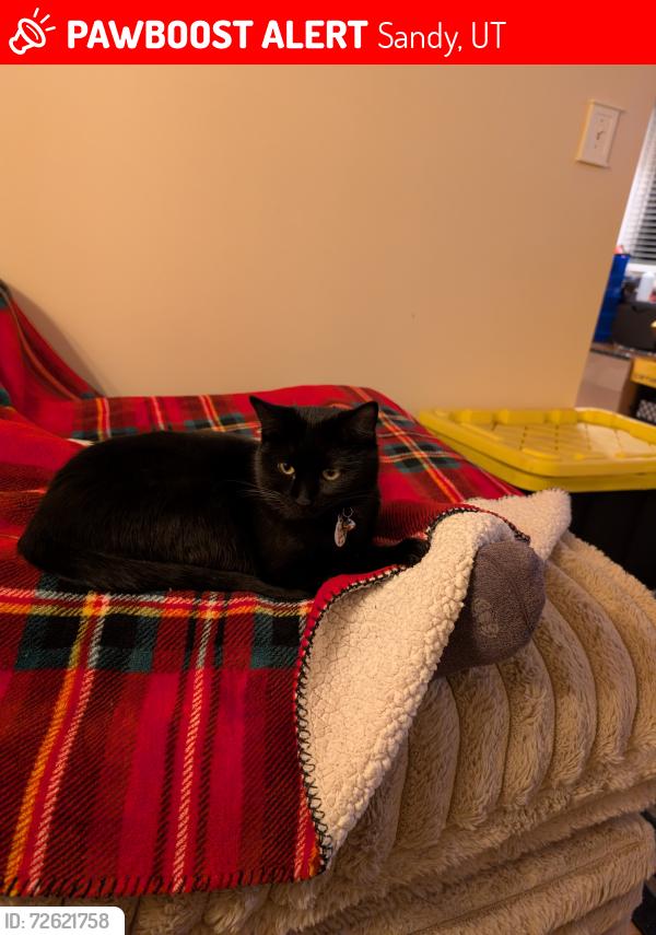Lost Female Cat last seen Near E and Galaxie Dr , Sandy, UT 84093
